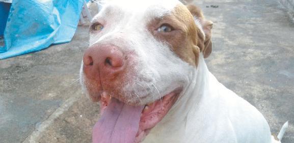 Em Araçatuba, homem pede indenização de R$ 12 mil por latido de cachorro
