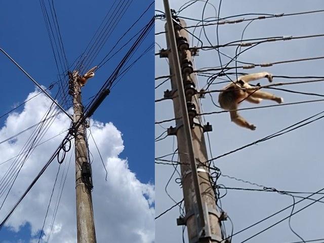 Macaco morre eletrocutado e moradores acusam polícia de negligência Macaco morre eletrocutado e moradores acusam polícia de negligência
