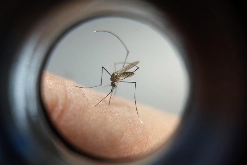 Mulher morre com suspeita de dengue hemorrágica em Ilha Solteira