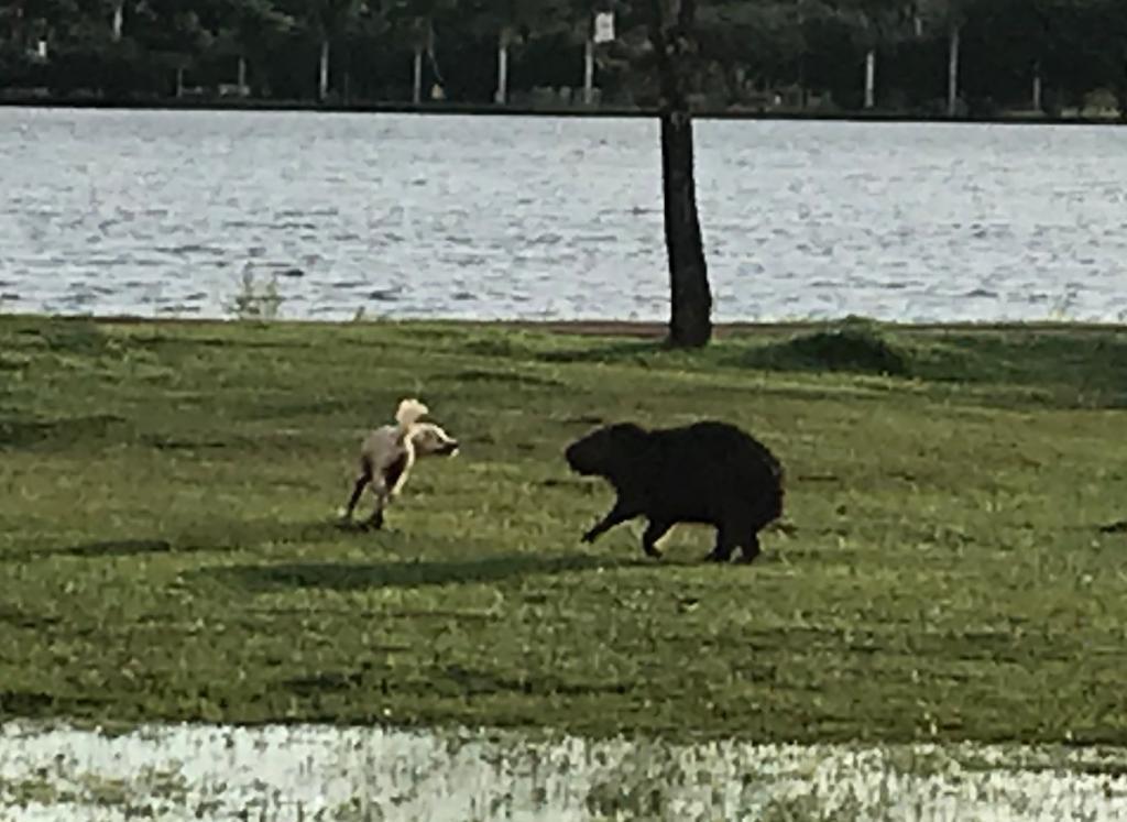 Vídeo de capivara e cachorro brincando na Lagoa Maior viraliza na internet Vídeo de capivara e cachorro brincando na Lagoa Maior viraliza na internet