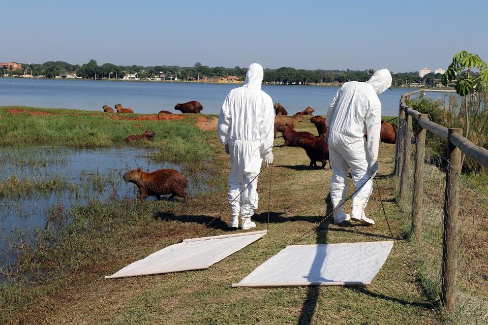 Monitoramento preventivo ao carrapato-estrela é realizado na Lagoa Maior Monitoramento preventivo ao carrapato-estrela é realizado na Lagoa Maior