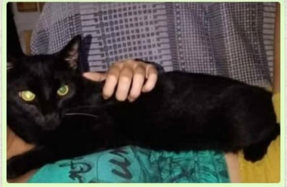 Gato desaparece próximo da rodoviária e família recompensa quem encontrar
