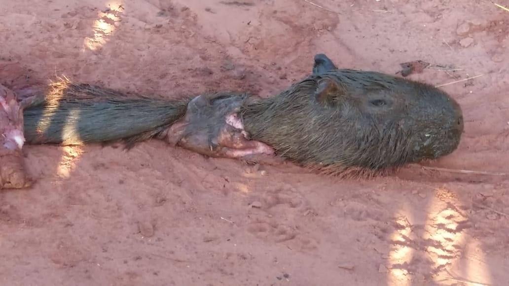Carcaça de capivara é encontrada em avenida de Três Lagoas Carcaça de capivara é encontrada em avenida de Três Lagoas