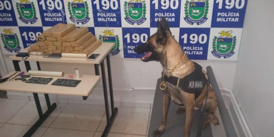 Com a ajuda do canil, PM realiza mais uma grande apreensão de drogas Com a ajuda do canil, PM realiza mais uma grande apreensão de drogas