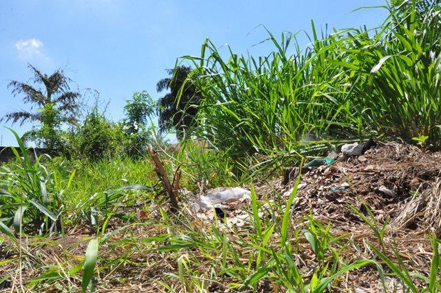 Mais de 400 donos de terrenos sujos são notificados pela Prefeitura através do Diário Oficial