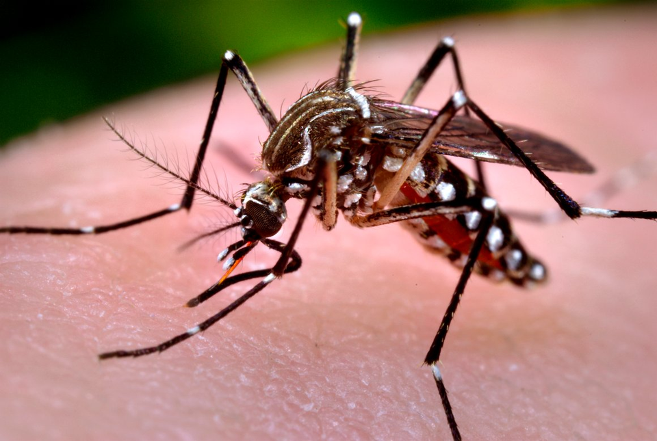 Número de casos notificados suspeitos para dengue chega a 3,3 mil na 15ª semana em Três Lagoas Número de casos notificados suspeitos para dengue chega a 3,3 mil na 15ª semana em Três Lagoas