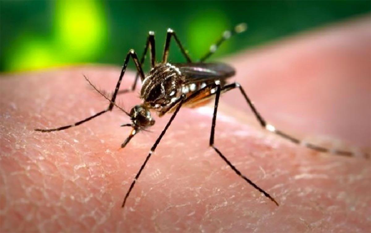 Número de casos notificados suspeitos para Dengue diminuem em Três Lagoas