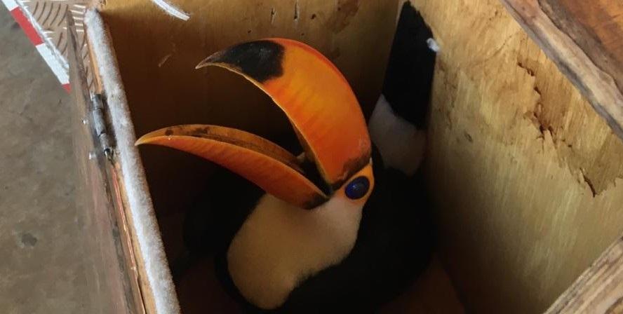 Tucano encontrado ferido é levado para a PMA de Três Lagoas 