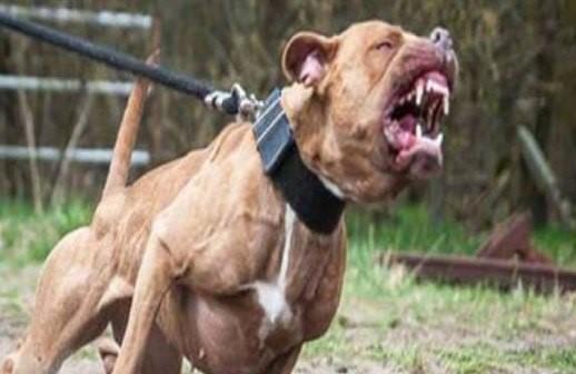 CCZ busca por cão que atacou criança na manhã desta quinta no Parque São Carlos CCZ busca por cão que atacou criança na manhã desta quinta no Parque São Carlos