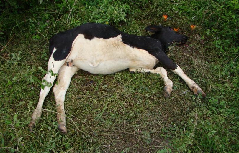 Vaca é morta com tiro em fazenda de Costa Rica e polícia investiga tentativa de furto