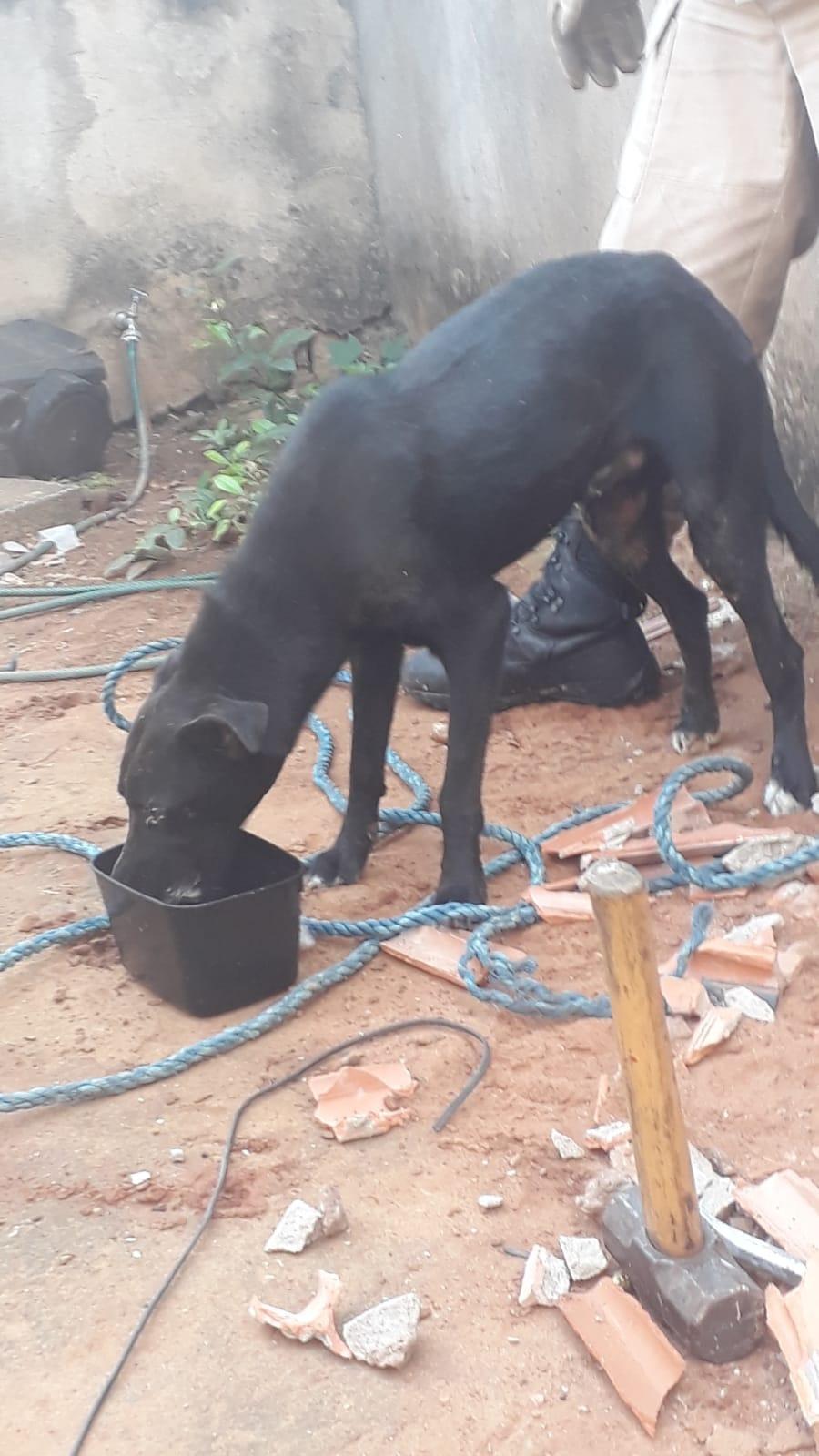 Cão travesso fica preso em muro e é resgatado pelo 5º GBM