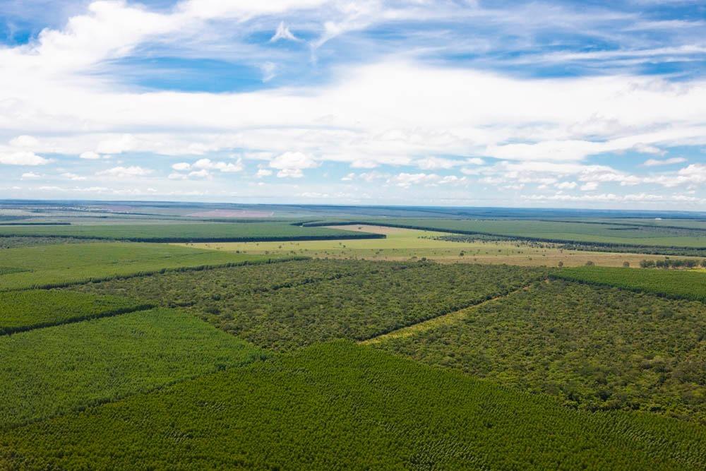 Manejo sustentável da Suzano contribui para a preservação da biodiversidade e registra 1,2 mil espécies no MS