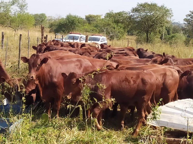 Cabeças de gado avaliadas em quase meio milhão são furtadas e encontradas em Castilho-SP Cabeças de gado avaliadas em quase meio milhão são furtadas e encontradas em Castilho-SP