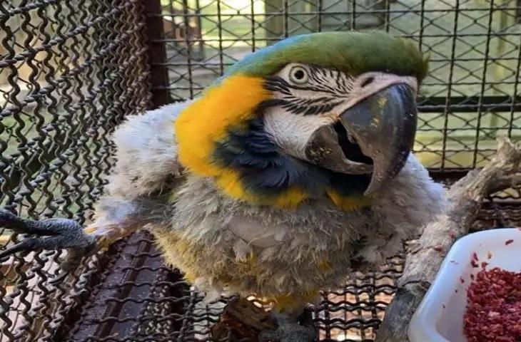 Em Nioaque, arara que teve penas arrancadas levará 1 ano para se recuperar Em Nioaque, arara que teve penas arrancadas levará 1 ano para se recuperar
