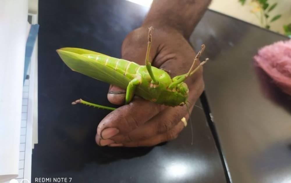 Gafanhoto gigante é encontrado em Água Clara-MS Gafanhoto gigante é encontrado em Água Clara-MS