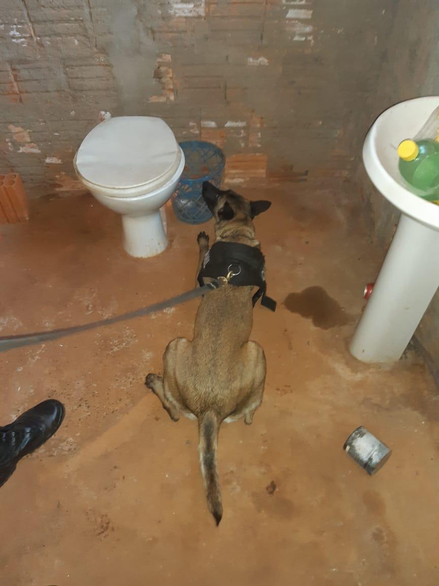 K9 Mara da Polícia de Três Lagoas localiza drogas em cidade da região de Três Lagoas 