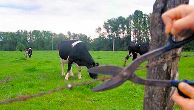 Pecuarista registra furto de gado em fazenda na região de Três Lagoas Pecuarista registra furto de gado em fazenda na região de Três Lagoas