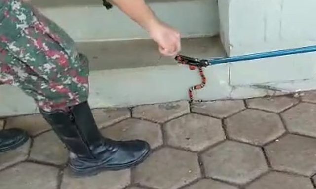 PMA de Três Lagoas captura serpente em escadaria de fábrica de calçados