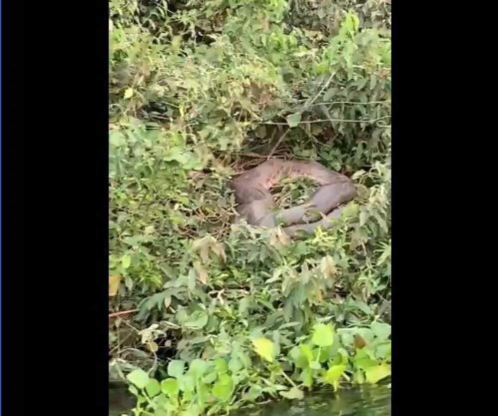 Cobra Sucuri é flagrada descansando à margem do Rio Paraná