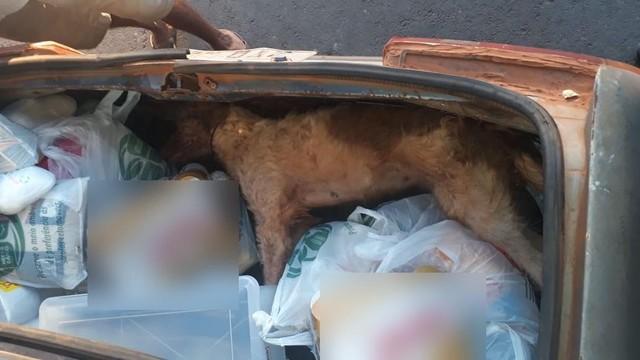 Cachorro morre trancado em porta-malas de carro enquanto dono fazia compras em mercado Cachorro morre trancado em porta-malas de carro enquanto dono fazia compras em mercado