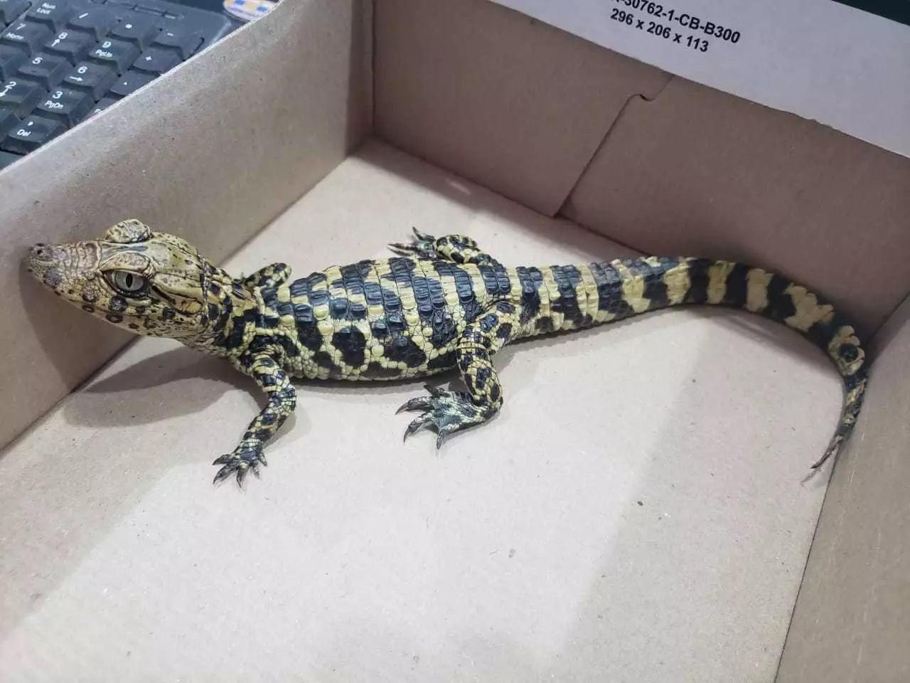 Criança abandona filhote de jacaré em pet shop de Campo Grande Criança abandona filhote de jacaré em pet shop de Campo Grande