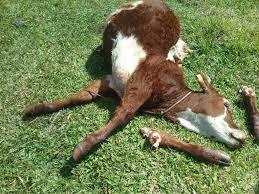 Crime de abigeato deixa R$ 9 mil de prejuízo a pecuarista de Três Lagoas 