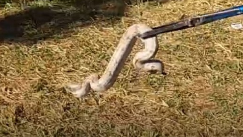 Jiboia de 1 metro é capturada dentro de pátio de condomínio de Três Lagoas 