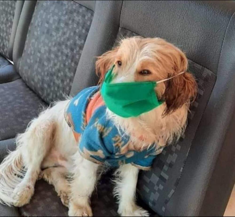 Morre Billy, cãozinho que alegrava os vovôs e vovós do Lar dos Idosos em Três Lagoas