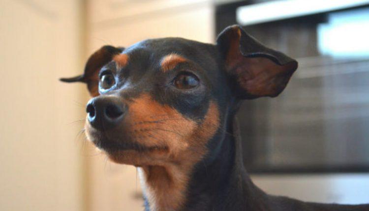 Para comprar drogas em cidade de MS, filho vende até cachorro de estimação da mãe Para comprar drogas em cidade de MS, filho vende até cachorro de estimação da mãe