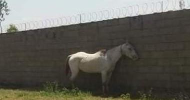 Internauta denuncia maus tratos contra cavalo que está amarrado debaixo do sol de mais de 42 graus 