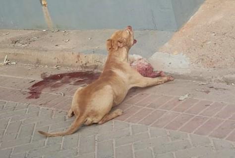 Vídeo de Pitbull que matou e arrastou cachorro pelas ruas do bairro Jd. Dourados viraliza na internet
