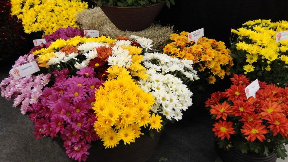 Finados: Pesquisa aponta que coroa pequena de flores teve variação de R$ 170,00 a R$ 200,00 em Três Lagoas 