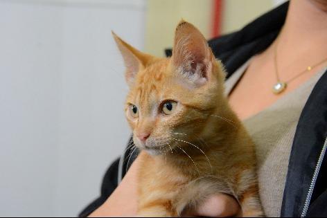 Animais de Campo Grande serão testados para Coronavírus