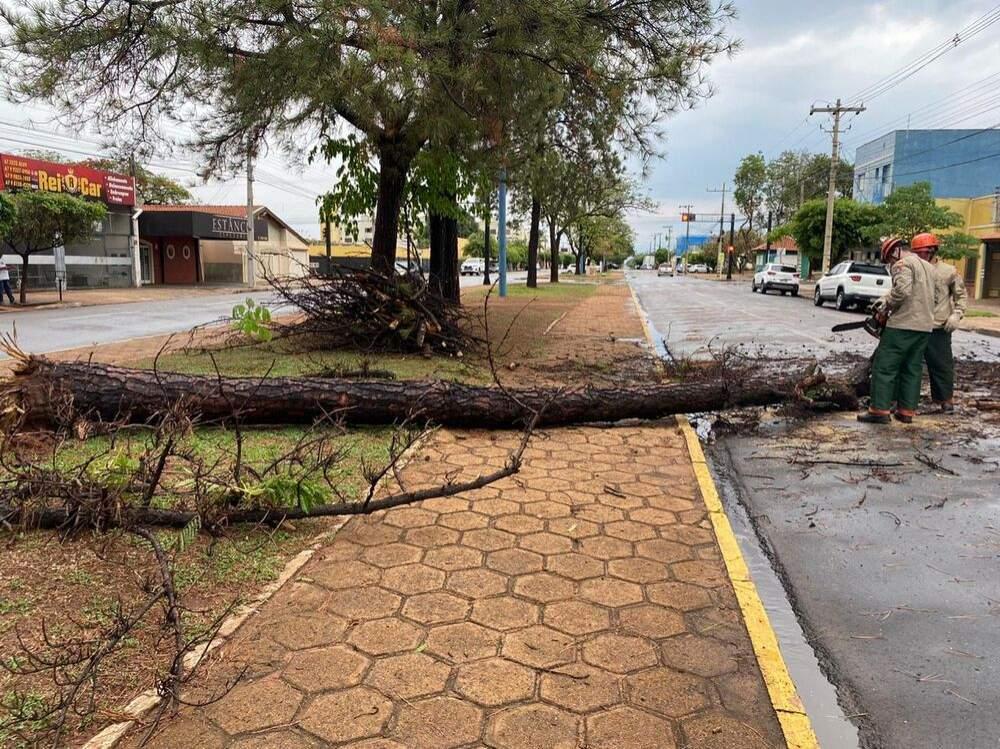 Duas árvores caem em avenidas após chuva nesta 2º feira em Três Lagoas Duas árvores caem em avenidas após chuva nesta 2º feira em Três Lagoas
