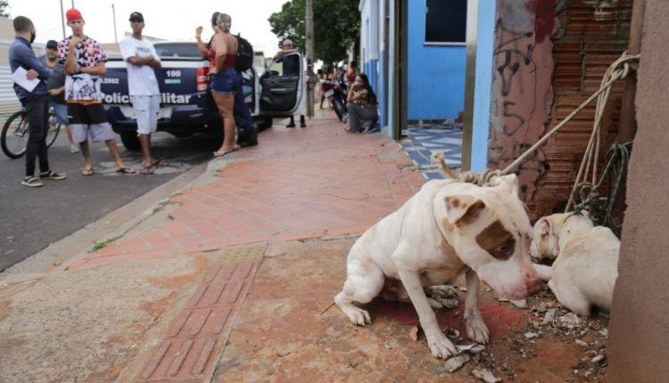 Em Campo Grande, Pitbulls invadem casa e atacam poodle no bairro Zé Pereira Em Campo Grande, Pitbulls invadem casa e atacam poodle no bairro Zé Pereira