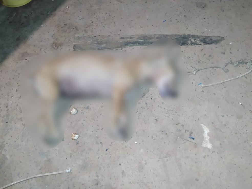 Idoso é multado em R$ 3 mil após matar cachorra de vizinha a pauladas em MS