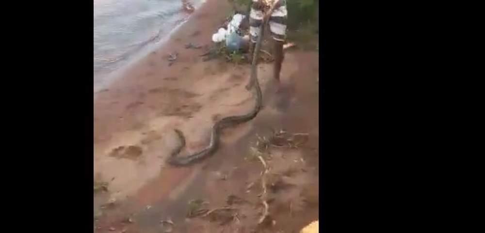 Rapaz puxa sucuri pelo rabo na 