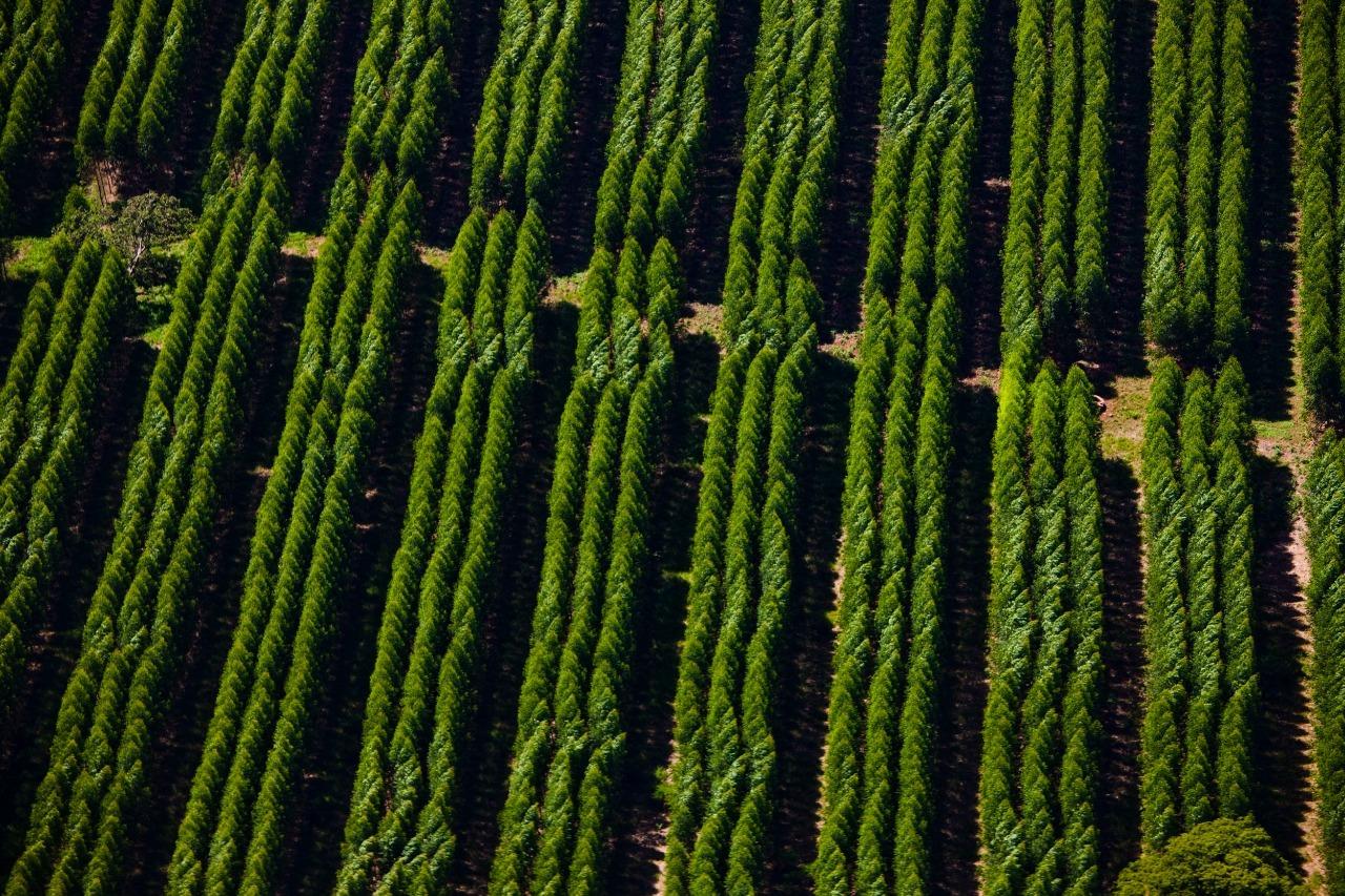 Suzano e AgTech Garage lançam desafio a startups para projeto de silvicultura