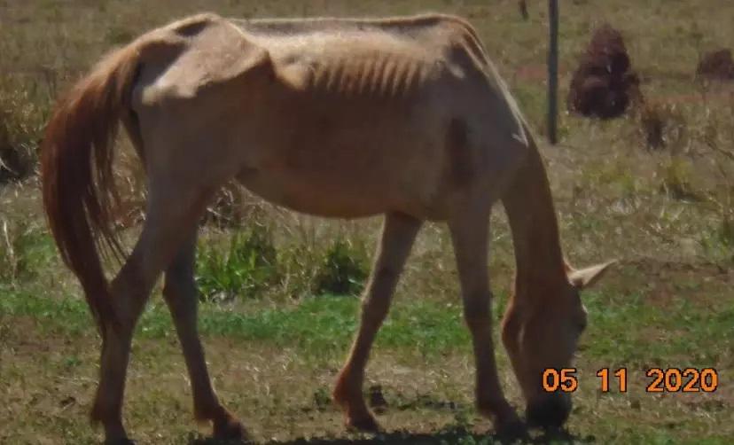 Em Paranaíba, homem abandona cavalos sem comida e três morrem de fome 