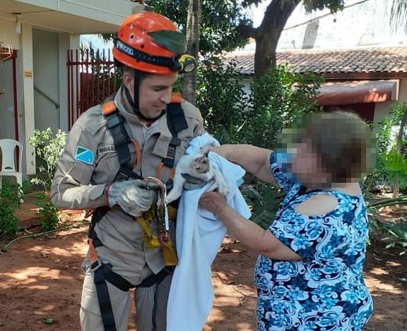 Bombeiros resgatam gata gestante que não conseguia descer de árvore de 12 metros de altura