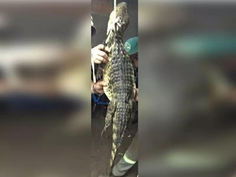 Caçadores levam multa de R$ 10 mil após exibir fotos em rede social carneando jacaré 