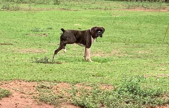 Dono oferece R$ 1.000 para quem encontrar cão que foi furtado em Três Lagoas Dono oferece R$ 1.000 para quem encontrar cão que foi furtado em Três Lagoas