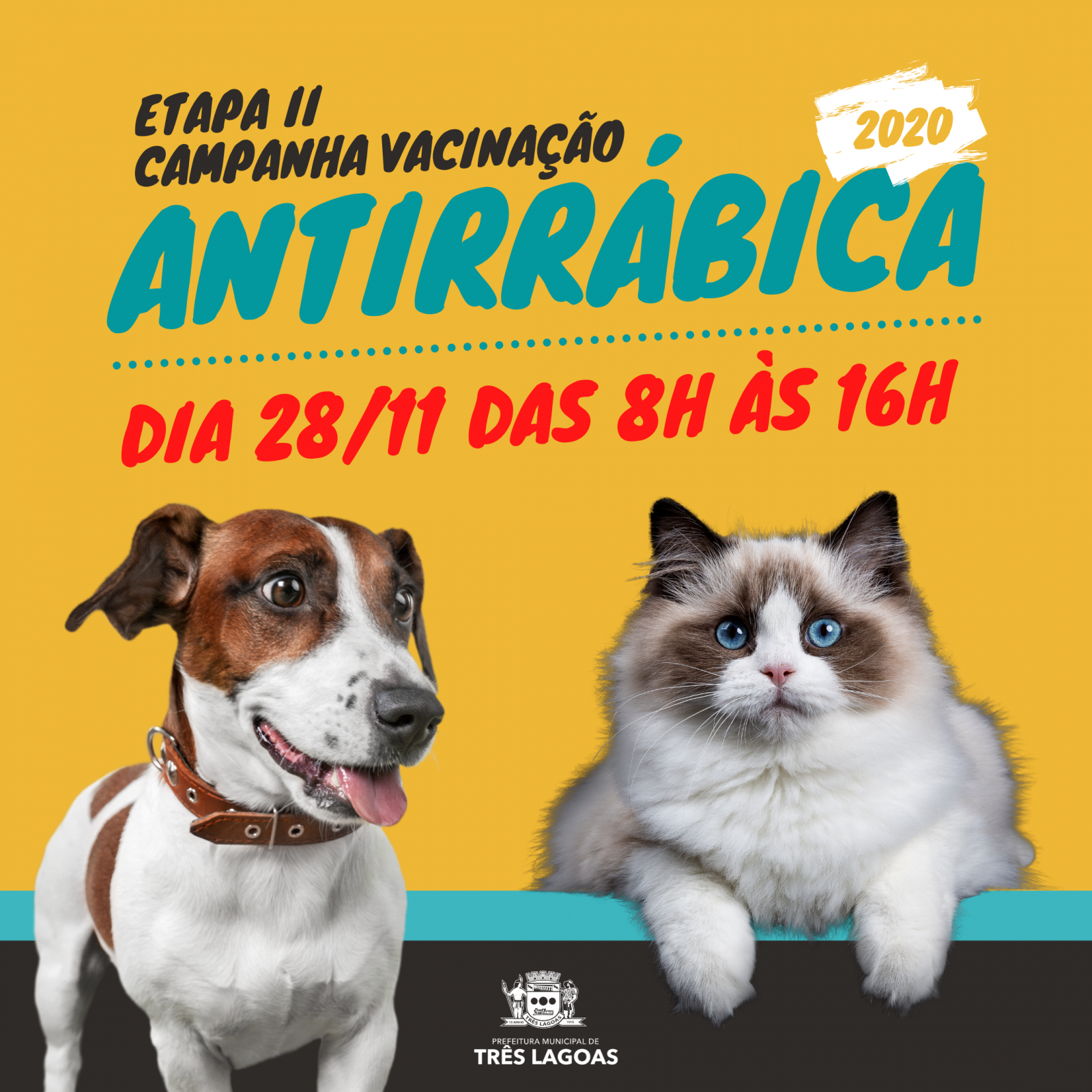 Donos de cães e gatos têm este sábado para vacinar seus animaizinhos contra a raiva Donos de cães e gatos têm este sábado para vacinar seus animaizinhos contra a raiva