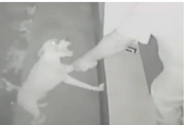 Flagrado por câmera agredindo cachorro com cinto e atirando contra animal é preso em MS Flagrado por câmera agredindo cachorro com cinto e atirando contra animal é preso em MS