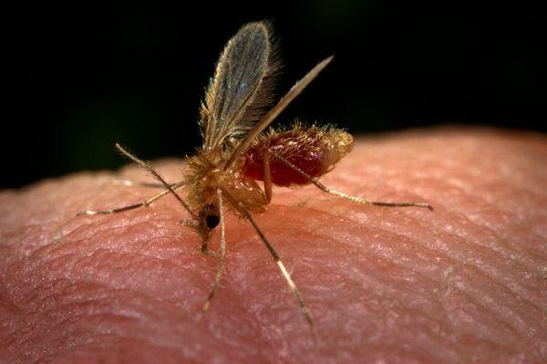 Leishmaniose: No acumulado de 2020, Três Lagoas notificou 47 casos suspeitos e 3 casos confirmados positivos