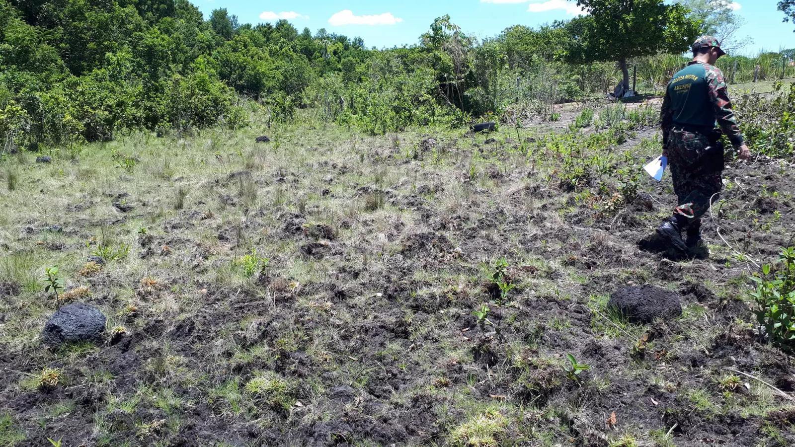 Pecuarista de Três Lagoas é multado por deixar gado degradar área de preservação ambiental 