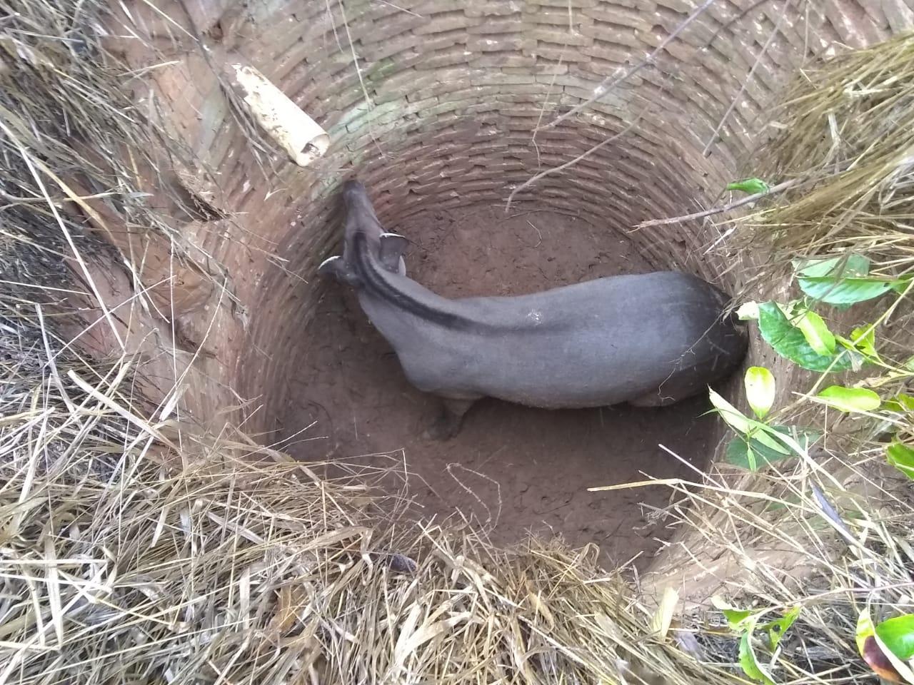 Anta é resgatada após cair em poço de fazenda na região Distrito de Arapuá