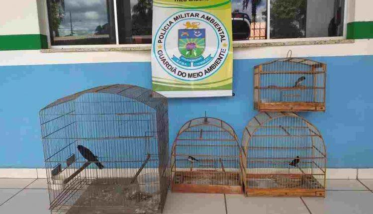 Morador do Vila Haro é multado em R$ 2 mil após ser flagrado com pássaros em cativeiro Morador do Vila Haro é multado em R$ 2 mil após ser flagrado com pássaros em cativeiro