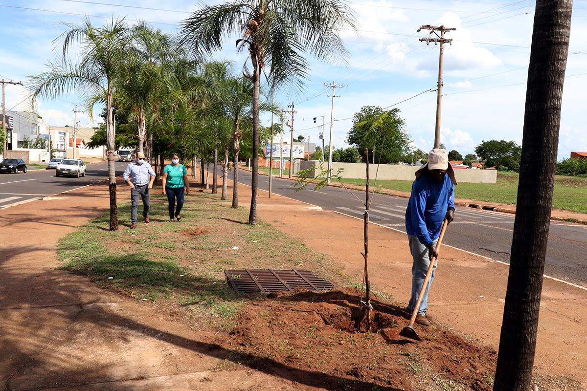 Meio Ambiente inicia plantio e substituição de árvores nas avenidas Capitão Olinto Mancini e Rosário Congro