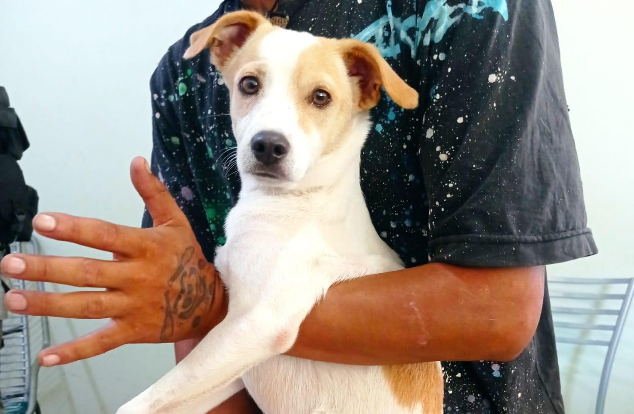 Ao questionar artista de rua sobre cachorro que estava no sol, mulher tem vidro de carro quebrado em semáforo Ao questionar artista de rua sobre cachorro que estava no sol, mulher tem vidro de carro quebrado em semáforo